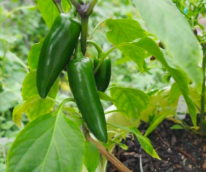 Jalapeno Plant