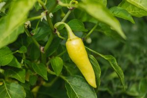 Jalapeno Plant