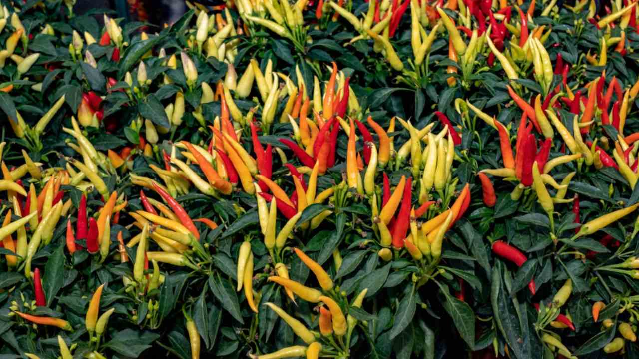 Anaheim Peppers