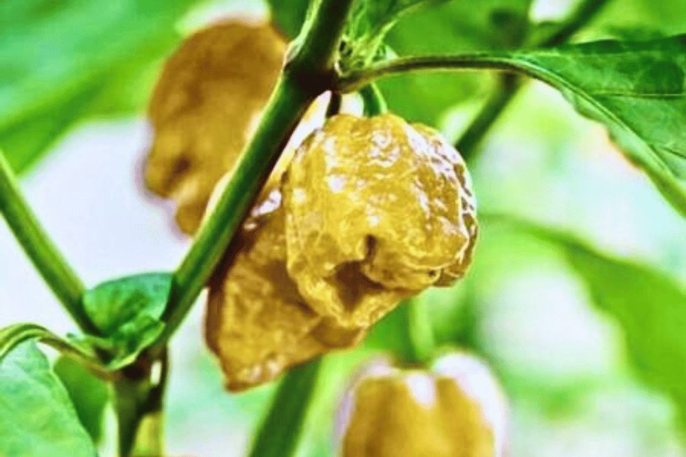 hottest-pepper-in-the-world-top-10-rankings-2023-hot-sauce-times